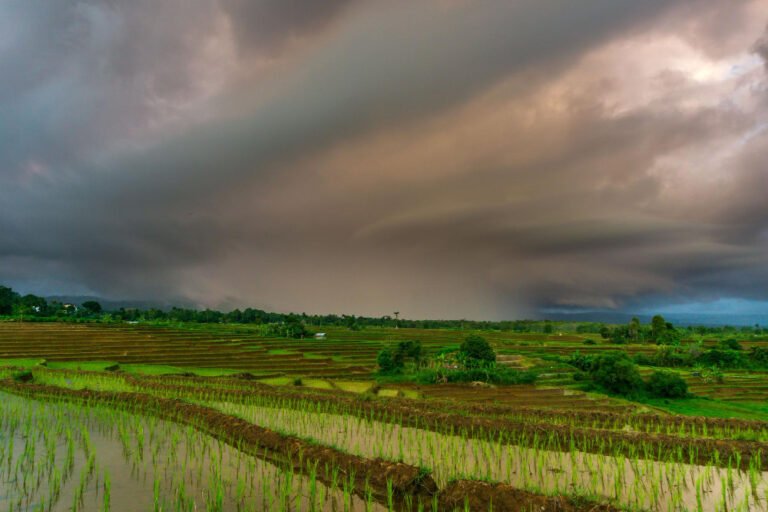 What is the Impact of Monsoon Rainfall on Agriculture in India? 