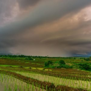 What is the Impact of Monsoon Rainfall on Agriculture in India? 